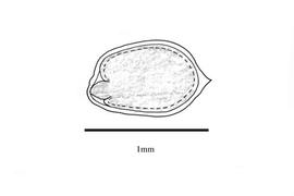   Embryo:   Hygrophila phlomoides ; Illustration by K. Parker, Kirkbride et al. (2006)
